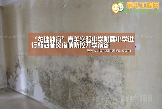 龙珠体育体育